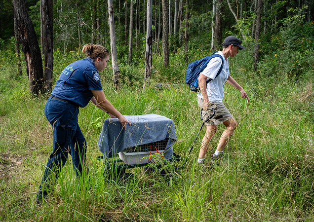 Maximus the Koala being released back to Woogaroo Forestl.
